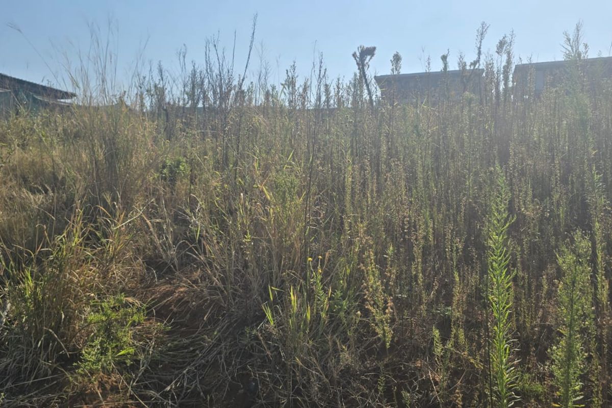 A view of an undeveloped residential plot covered in tall, overgrown wild grass and vegetation.