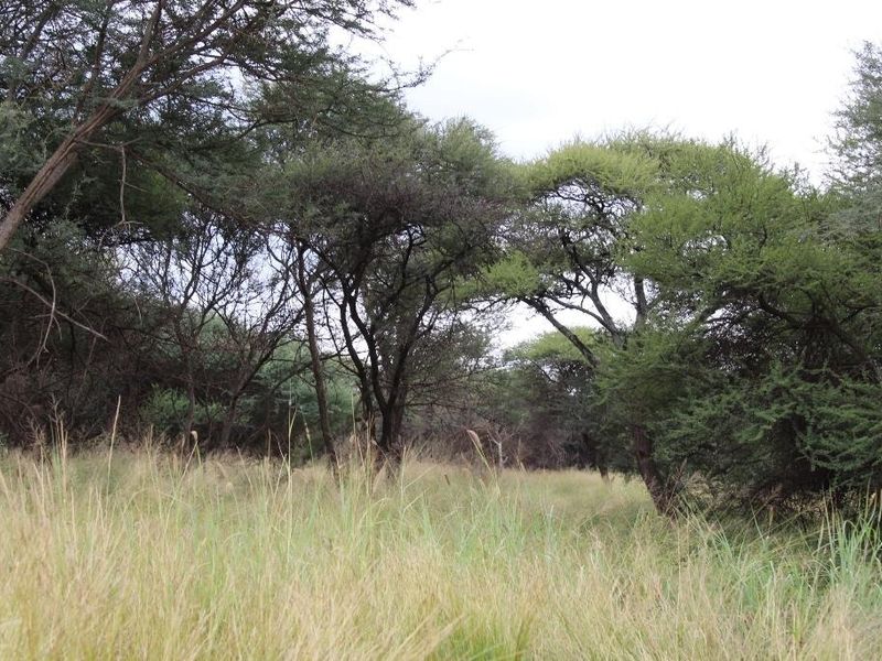 A view of the vacant commercial land featuring established trees and natural grass cover.