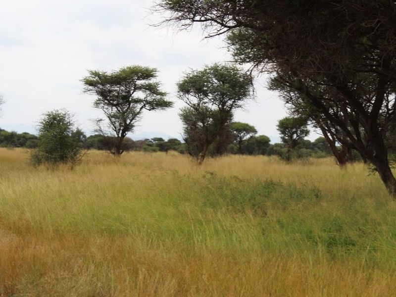A view of a vacant commercial land plot featuring natural grassland and established indigenous trees.