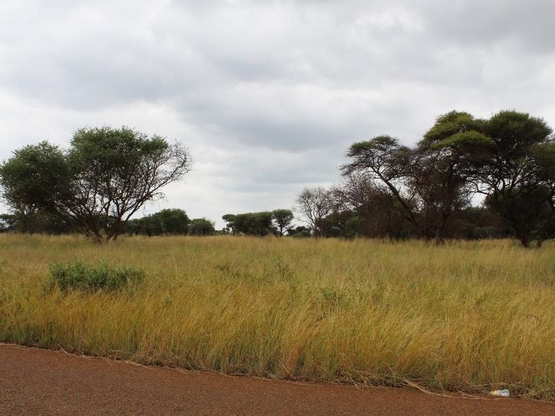 A view of a vacant commercial land plot featuring native trees and grasses, with direct access from an adjacent asphalt road.