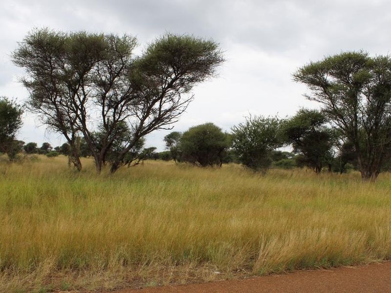 A view of the vacant commercial land featuring natural grassland and established native trees.