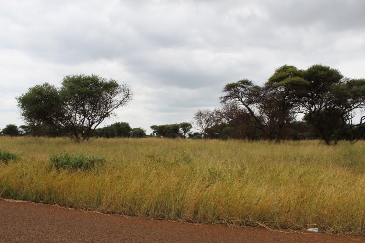 A view of a vacant commercial land plot featuring native trees and grasses, with direct access from an adjacent asphalt road.