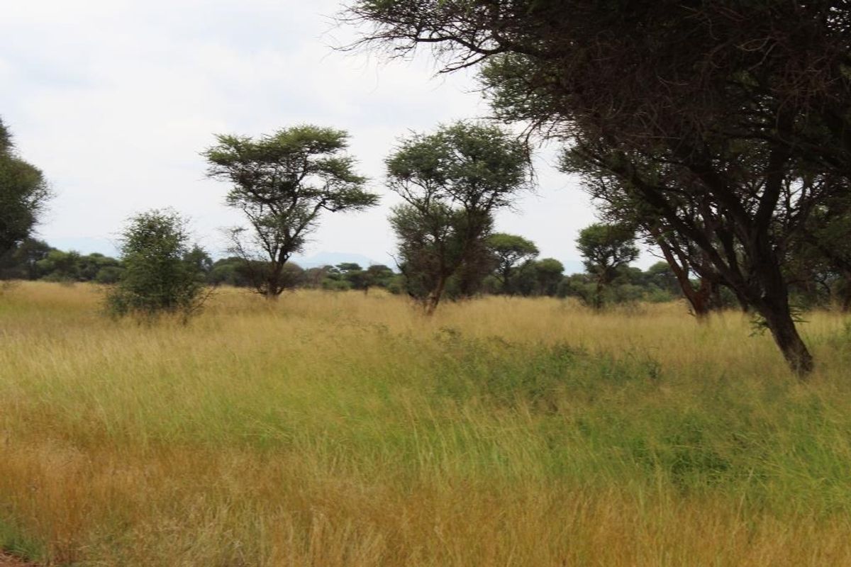 A view of a vacant commercial land plot featuring natural grassland and established indigenous trees.