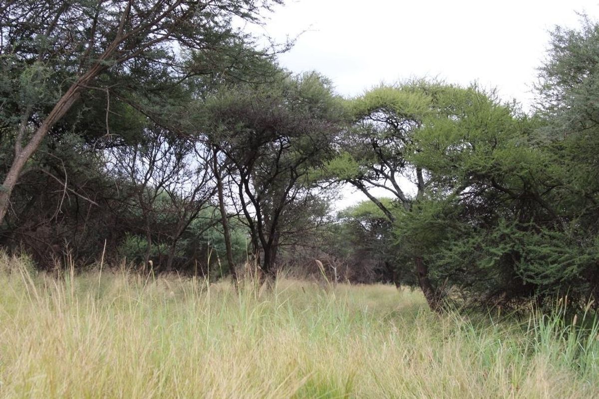 A view of the vacant commercial land featuring established trees and natural grass cover.