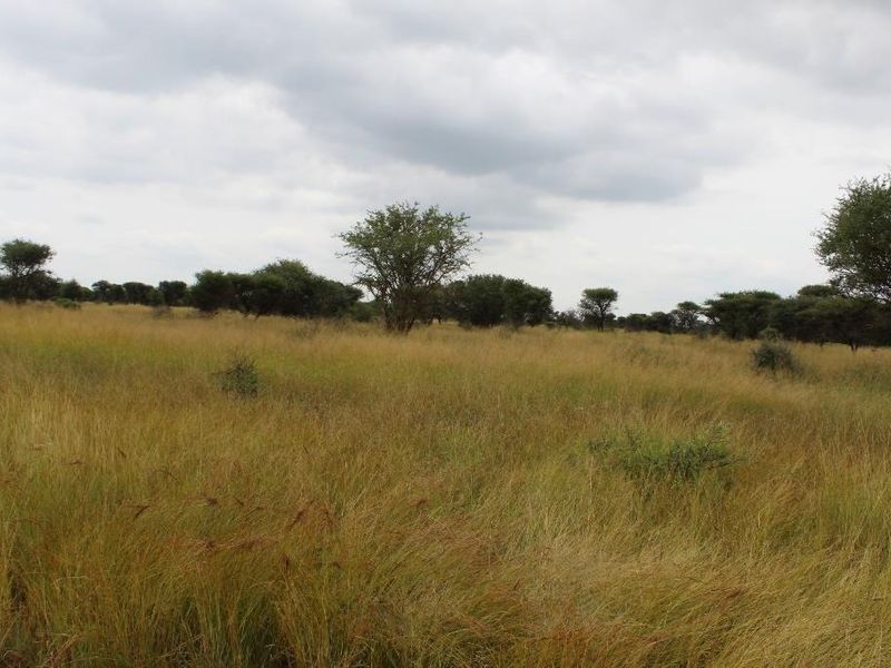 A wide-angle view of the vacant commercial land featuring natural grassland and scattered indigenous trees under an overcast sky.