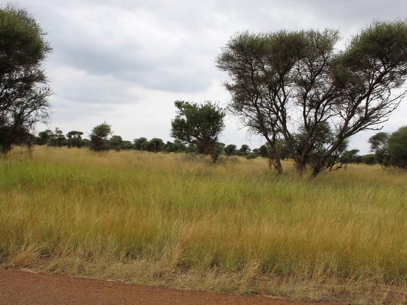 A view of the vacant commercial land featuring natural grassland and mature native trees.