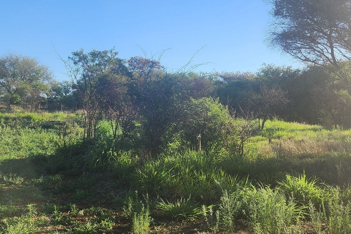A view of the undeveloped commercial land featuring natural vegetation and mature trees.