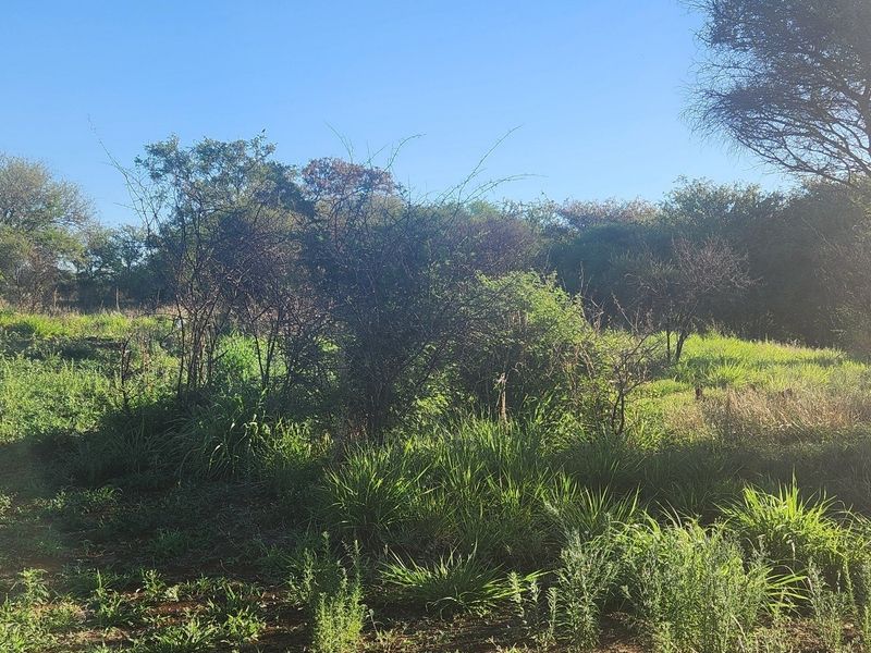 A view of the undeveloped commercial land featuring natural vegetation and mature trees.