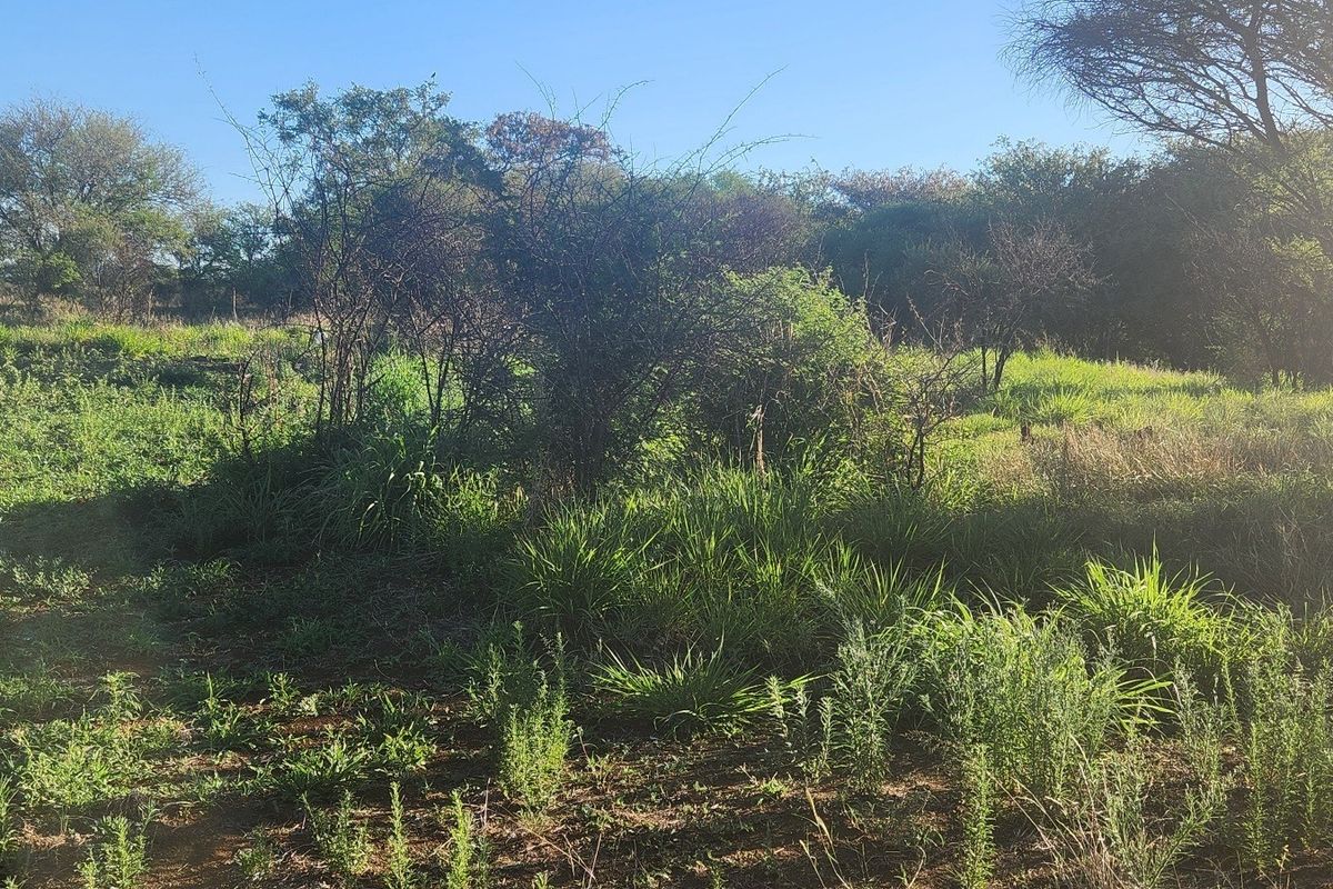 A view of the undeveloped commercial land featuring natural vegetation and mature trees across the site.