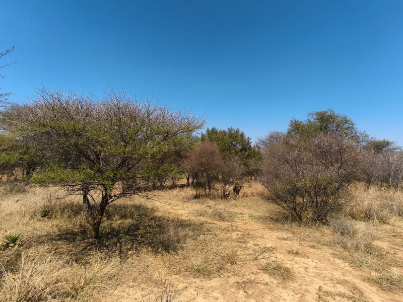 A wide-angle view of the natural farm landscape featuring indigenous trees and dry veld vegetation under a clear blue sky.
