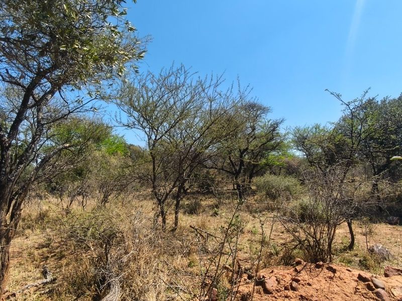 A view of the natural landscape and indigenous vegetation on the farm property.