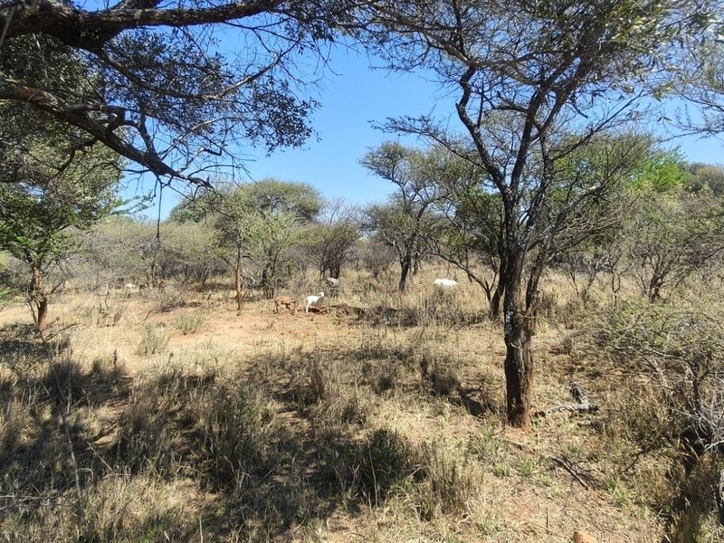 A view of the natural farm landscape featuring indigenous trees and open veld grazing area.