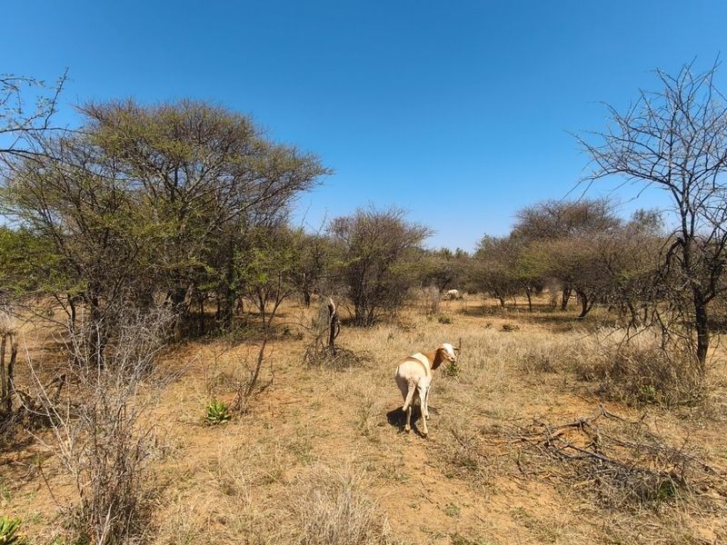 An expansive, natural farm landscape featuring native trees and dry vegetation, typical of open grazing land.