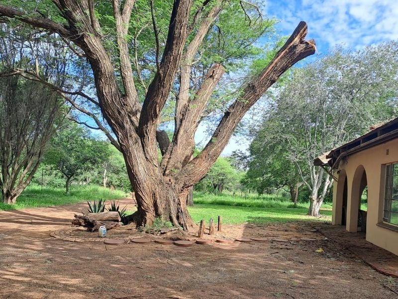 A spacious garden area featuring a large mature tree, natural dirt grounds, and a side view of a house with an arched veranda.