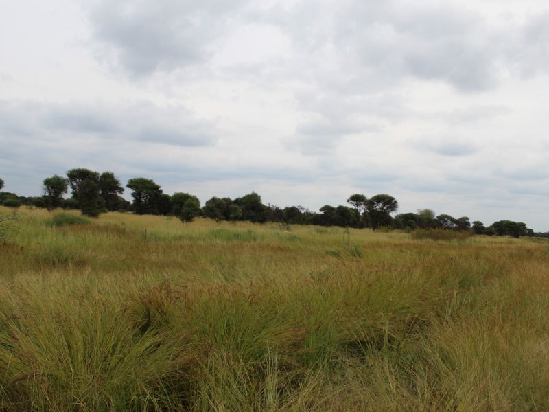 A view of the vacant residential land featuring natural grass cover and scattered indigenous trees under a cloudy sky.