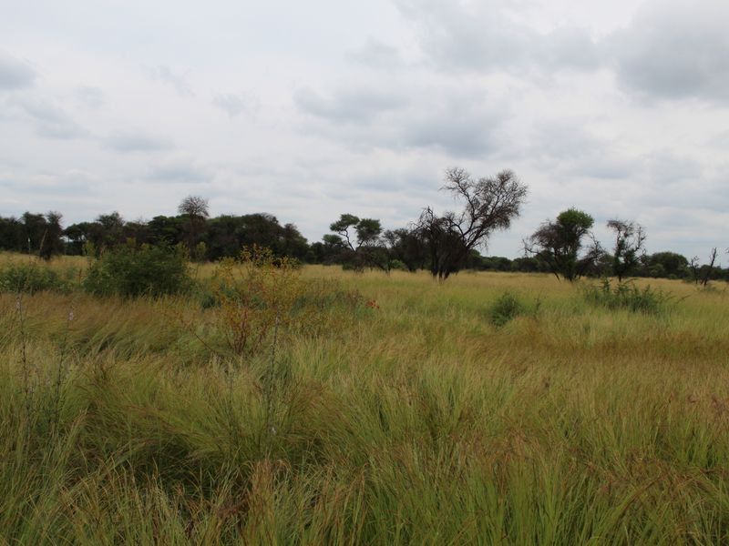 A view of the vacant residential land featuring natural grassland and scattered indigenous trees under an overcast sky.