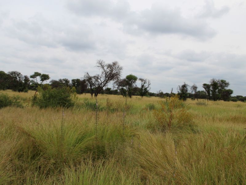 A view of the vacant residential land featuring natural grassland and scattered indigenous trees under an overcast sky.