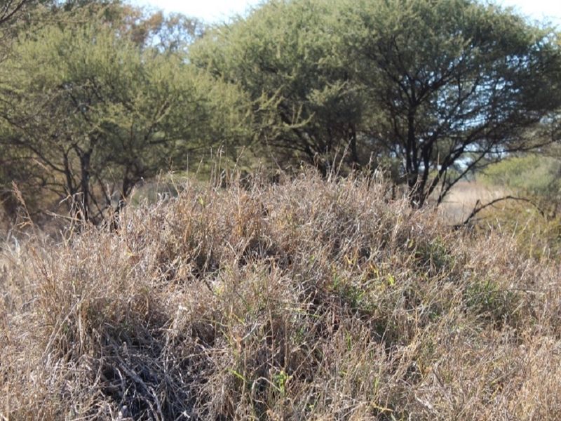 A view of the natural landscape featuring native trees and dry grass on the vacant residential land.