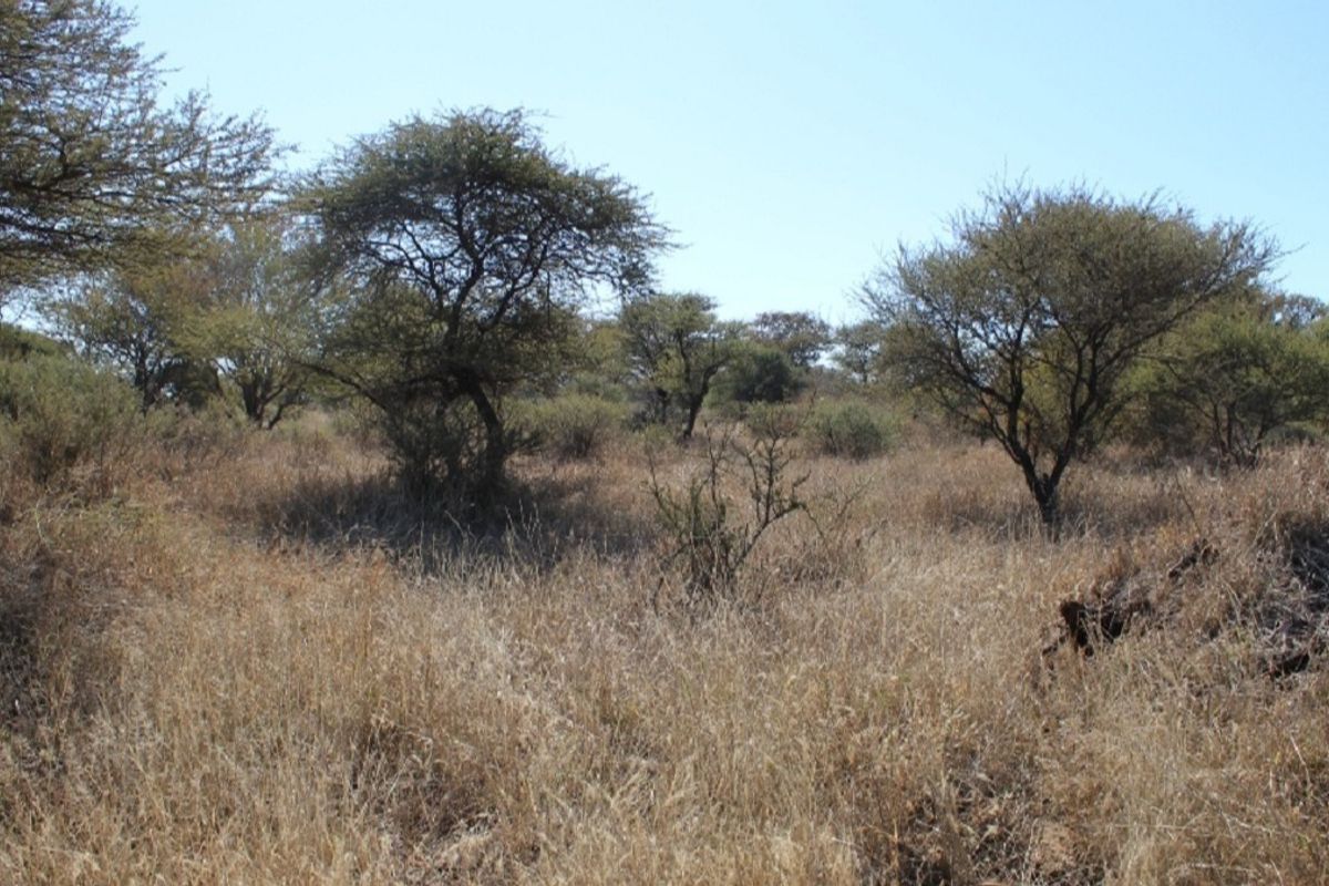 A view of the vacant residential land featuring natural indigenous trees and dry grass vegetation.