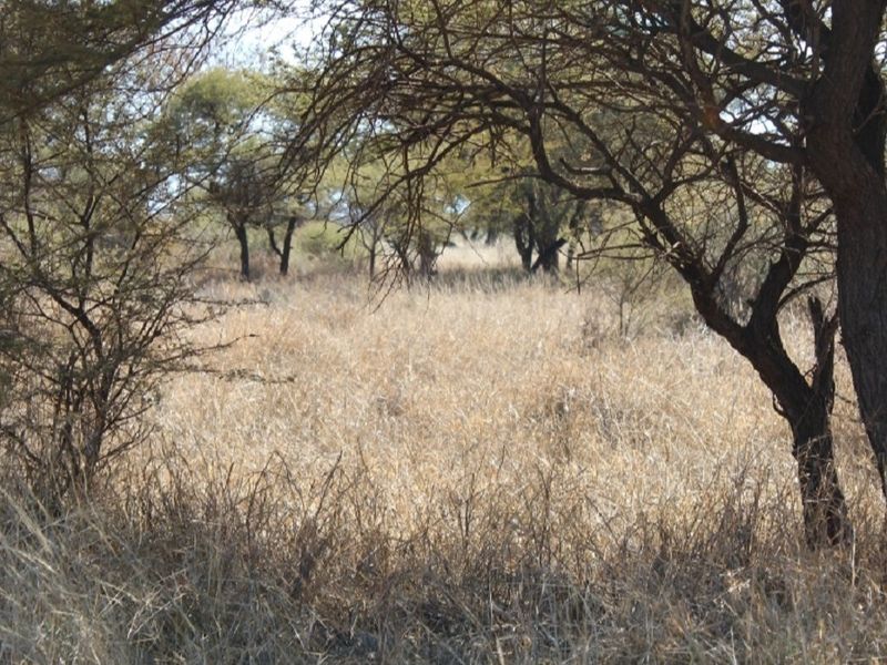 A view of the natural, undeveloped landscape featuring native trees and dry grass on the residential plot.