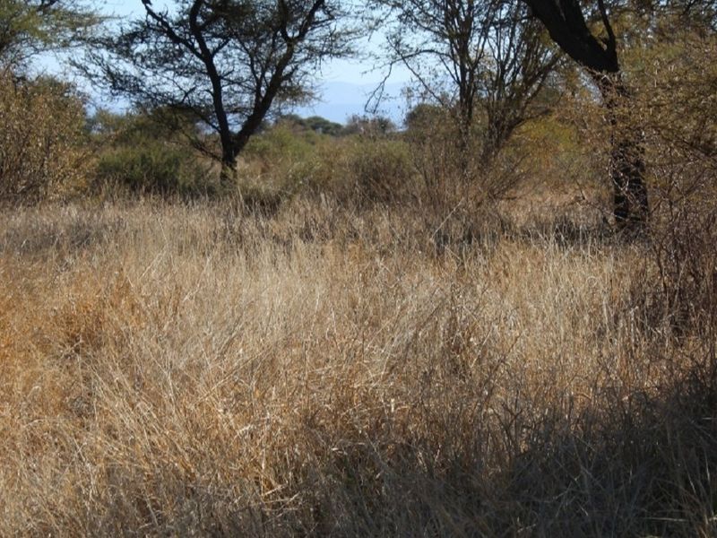 A view of the vacant residential land featuring natural wild grass and established native trees.