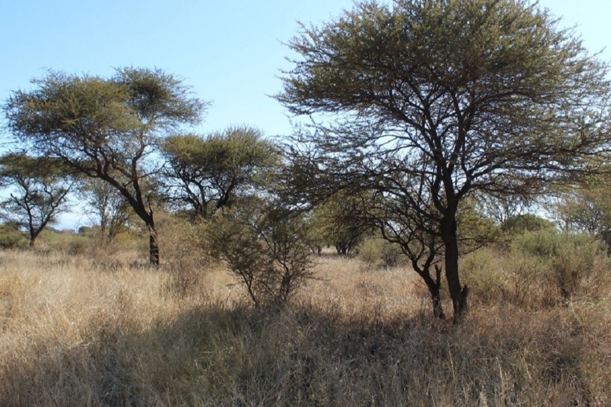 A view of the vacant residential land featuring established native trees and natural dry grass cover.
