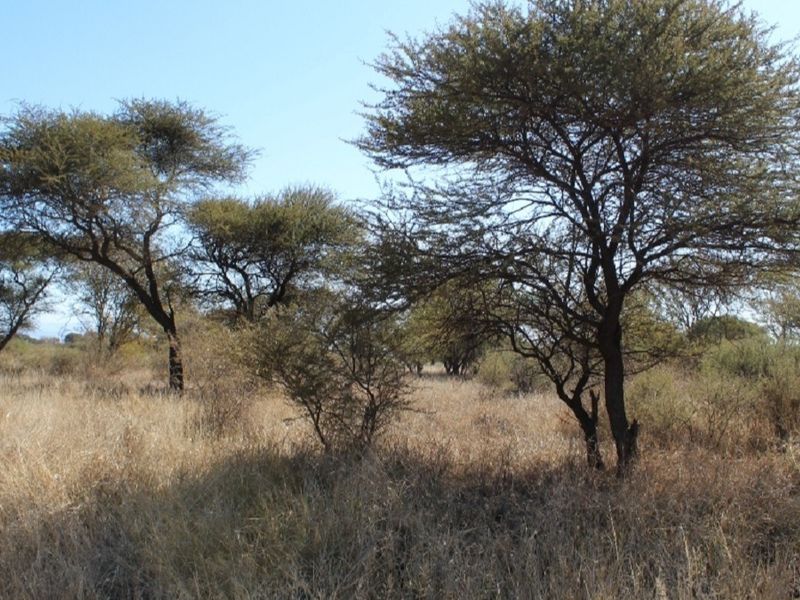 A view of the vacant residential land featuring established native trees and natural dry grass cover.