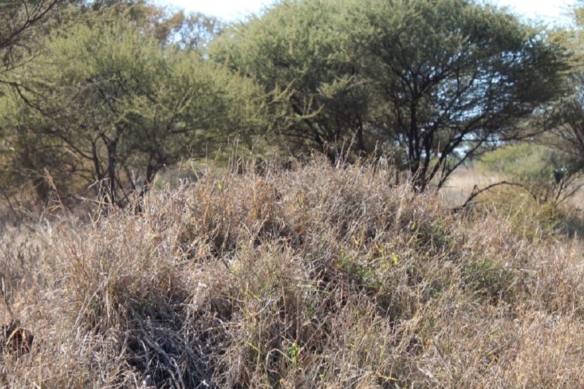 A view of the natural landscape featuring native trees and dry grass on the vacant residential land.
