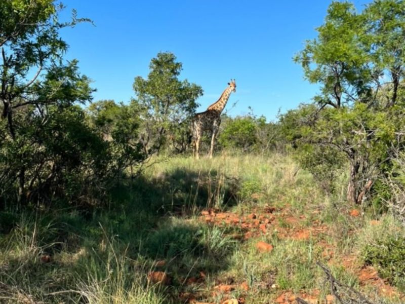 A view of the natural landscape on the vacant residential property, featuring indigenous vegetation and local wildlife.