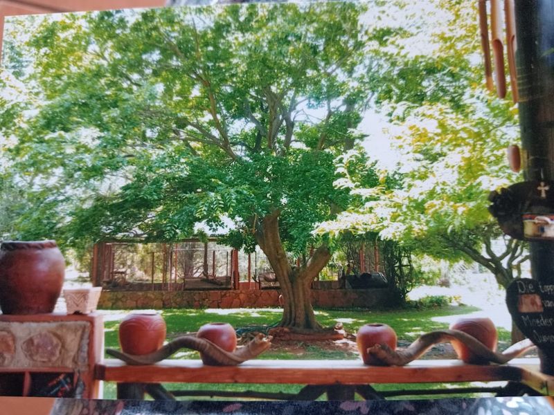 A view from a covered patio looking out onto a lush garden featuring a large mature tree and stone-walled enclosure.