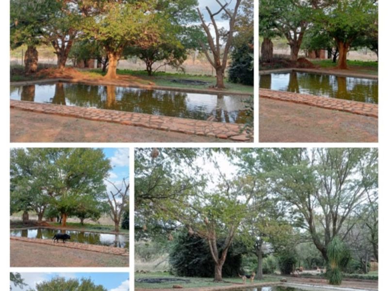 A rustic farm-style swimming pool area surrounded by mature trees and natural landscaping, featuring stone-paved coping.