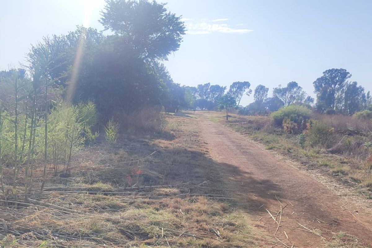 A view of a vacant residential plot featuring a dirt path surrounded by natural vegetation and mature trees.