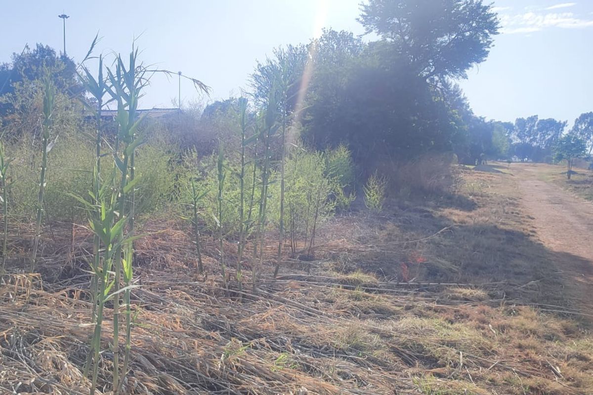 A view of an undeveloped residential plot featuring natural vegetation and a dirt access path.
