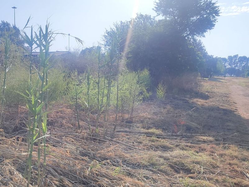 A view of an undeveloped residential plot featuring natural vegetation and a dirt access path.