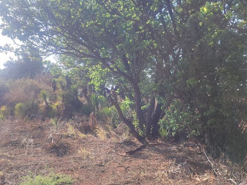 A view of the vacant residential land featuring established trees and natural vegetation, offering a blank canvas for future development.