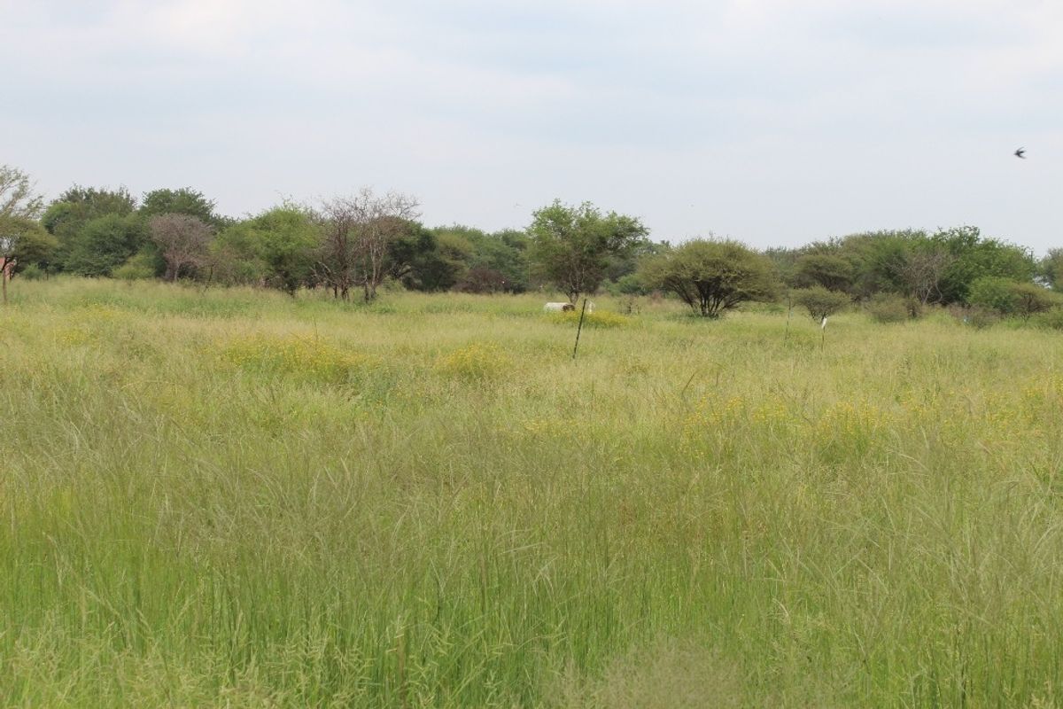A view of a vacant residential plot featuring natural grassland and scattered indigenous trees.