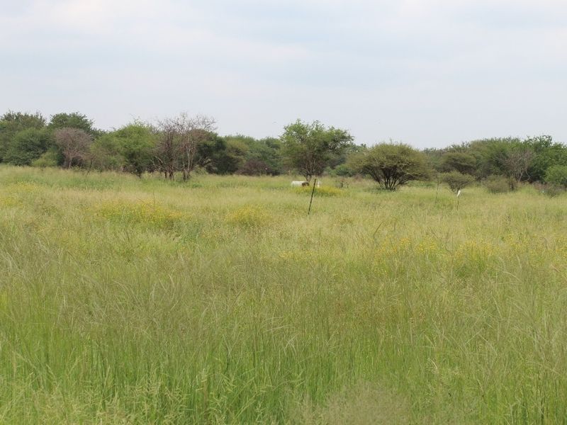 A view of a vacant residential plot featuring natural grassland and scattered indigenous trees.