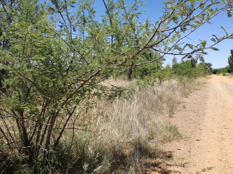 A view of an unpaved access road bordering a vacant residential plot with native vegetation.