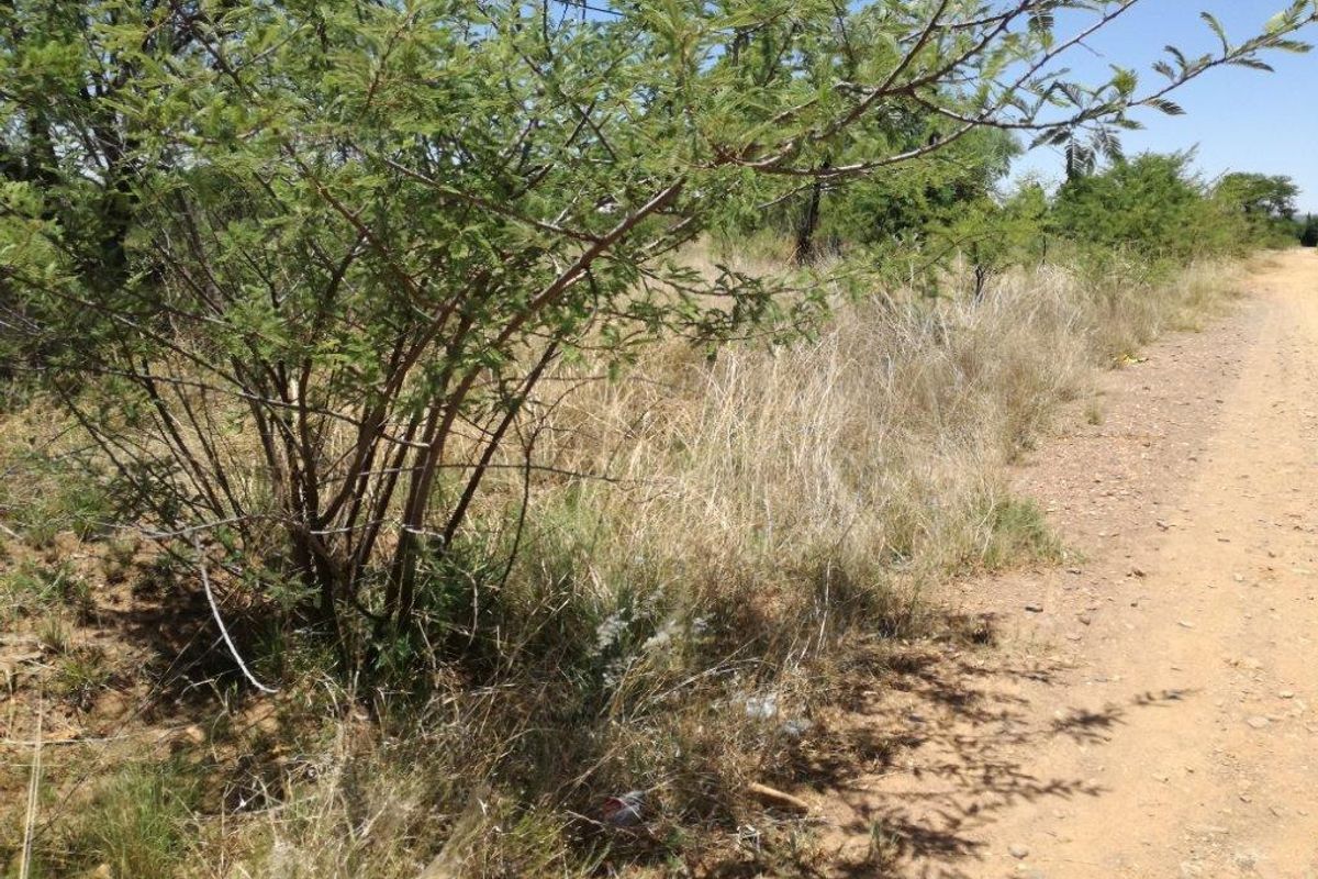 A view of an unpaved dirt road bordering a plot of vacant land with native trees and dry grass.