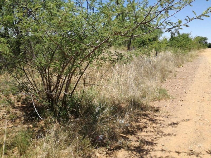 A view of an unpaved dirt road bordering a plot of vacant land with native trees and dry grass.