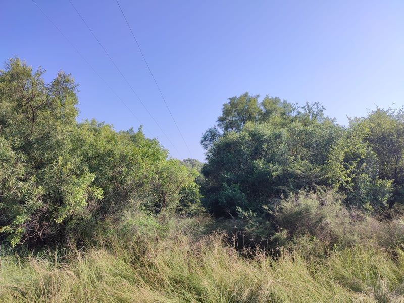 A view of the natural landscape and dense vegetation on the property, featuring visible overhead power lines.