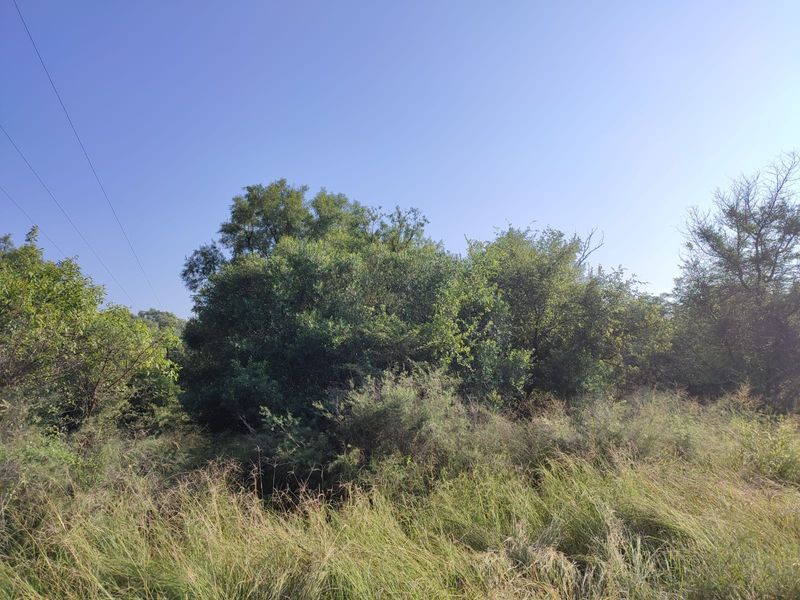 A view of the natural landscape featuring mature trees and wild vegetation on the farm property.