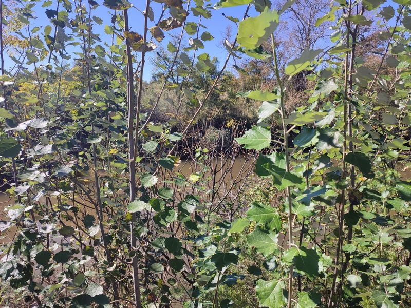 A view of the river frontage on the vacant land property, featuring natural vegetation and mature trees along the water's edge.