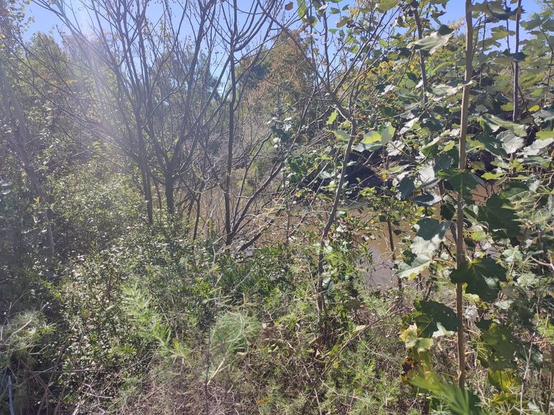 A view of natural vegetation and a creek on the vacant residential land.