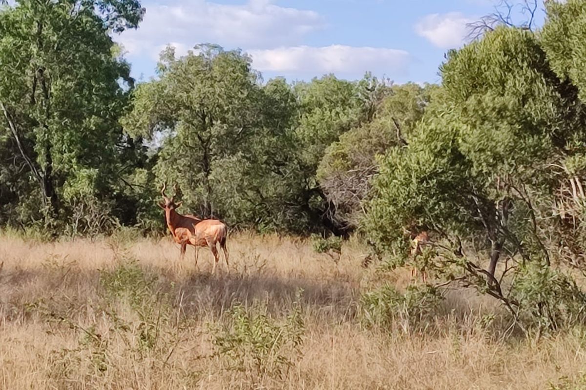 A view of the natural landscape featuring native trees and dry grassland on the vacant residential property.