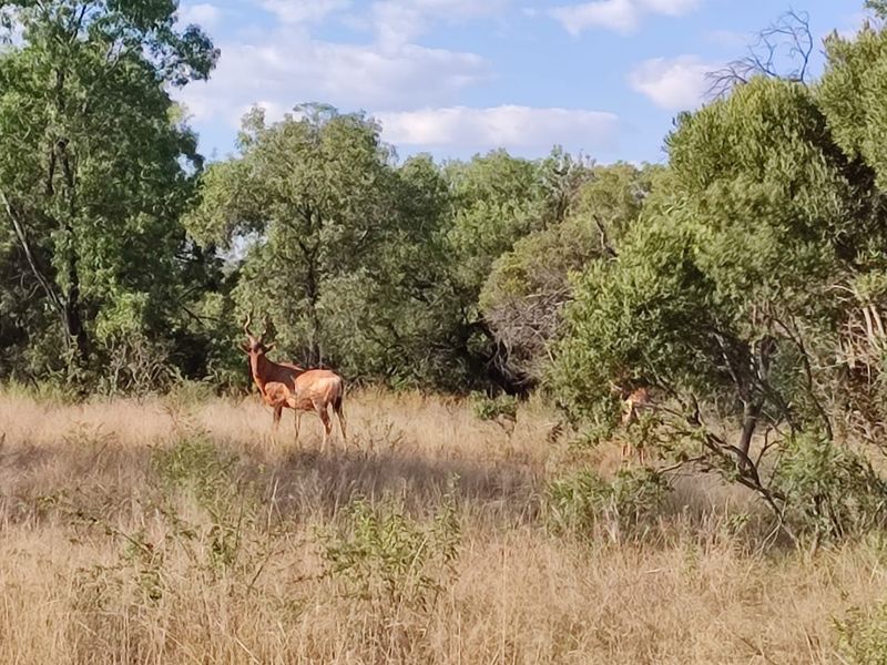 A view of the natural landscape featuring native trees and dry grassland on the vacant residential property.