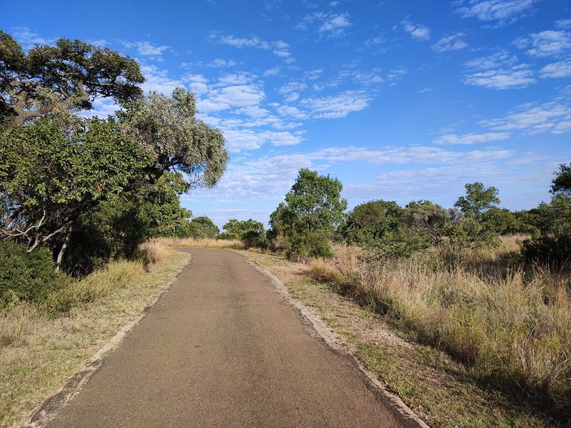 A paved driveway leading through a natural, wooded residential plot with established trees and native grasses.