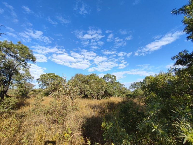 A view of the vacant residential land featuring natural vegetation and mature trees under a clear blue sky.