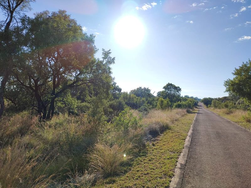A view of the asphalt access road and surrounding natural vegetation bordering the vacant residential land.