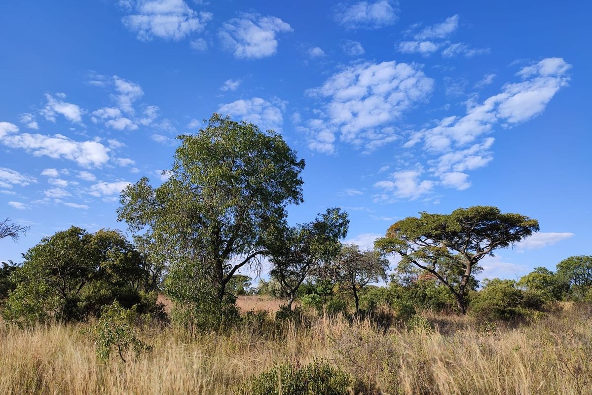 A view of the natural landscape featuring mature trees and native grasses on the vacant residential land.